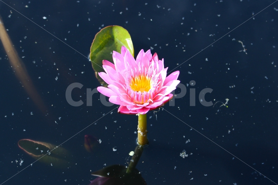 꽃,감성사진,풍경사진,감성,풍경,연꽃,색감,우주,물,연못,분홍,pink,flower,식물,자연,plants,nature,꽃,flower