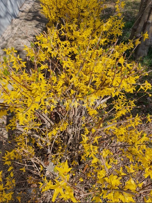 plant,식물,꽃,노란꽃,flower
