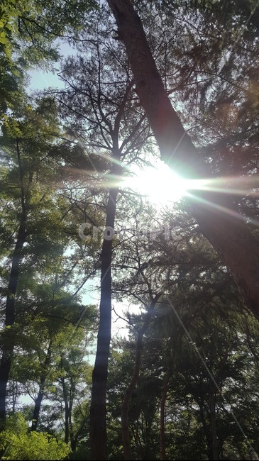 숲,측백나무,자연,힐링,나무,웅장한나무,tree,측백,피톤치드