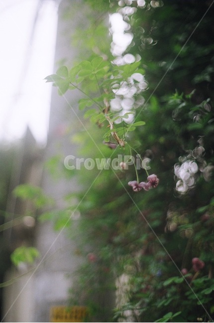 식물,빛,나무,전봇대,햇빛,감성,식물,자연,plants,nature,꽃,flower,감성,sensible,feeling