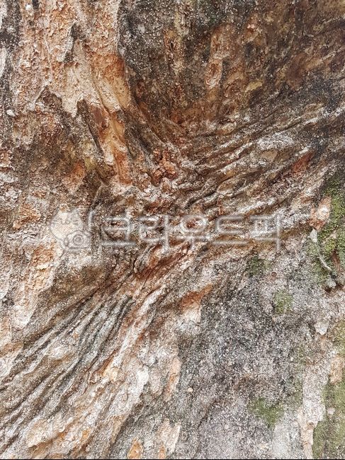 wood pattern,tree trunk,wood grain,nature,plant,tree,treetrunk