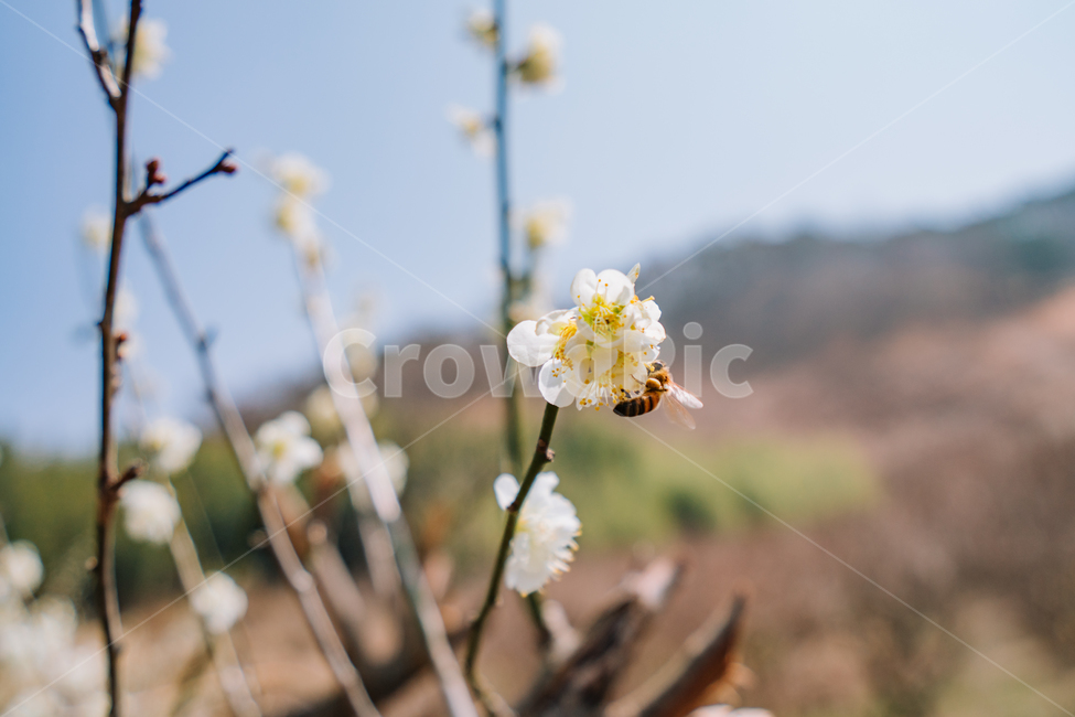 매화,홍매화,꽃,봄,계절,봄꽃,매화나무,자연,풍경,봄,계절,spring,season,식물,자연,plants,nature,꽃,flower,동물,animal,곤충,벌레,insect,bug,plant