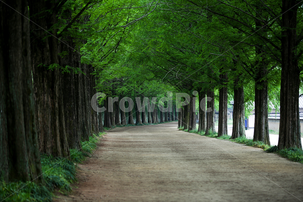 메타세콰이어,메타세콰이어길,메타세콰이어나무,나무그늘,가로수,자연,풍경,nature,landscape,outdoors,옥외,garden,정원,arbour,정자,road,도로
