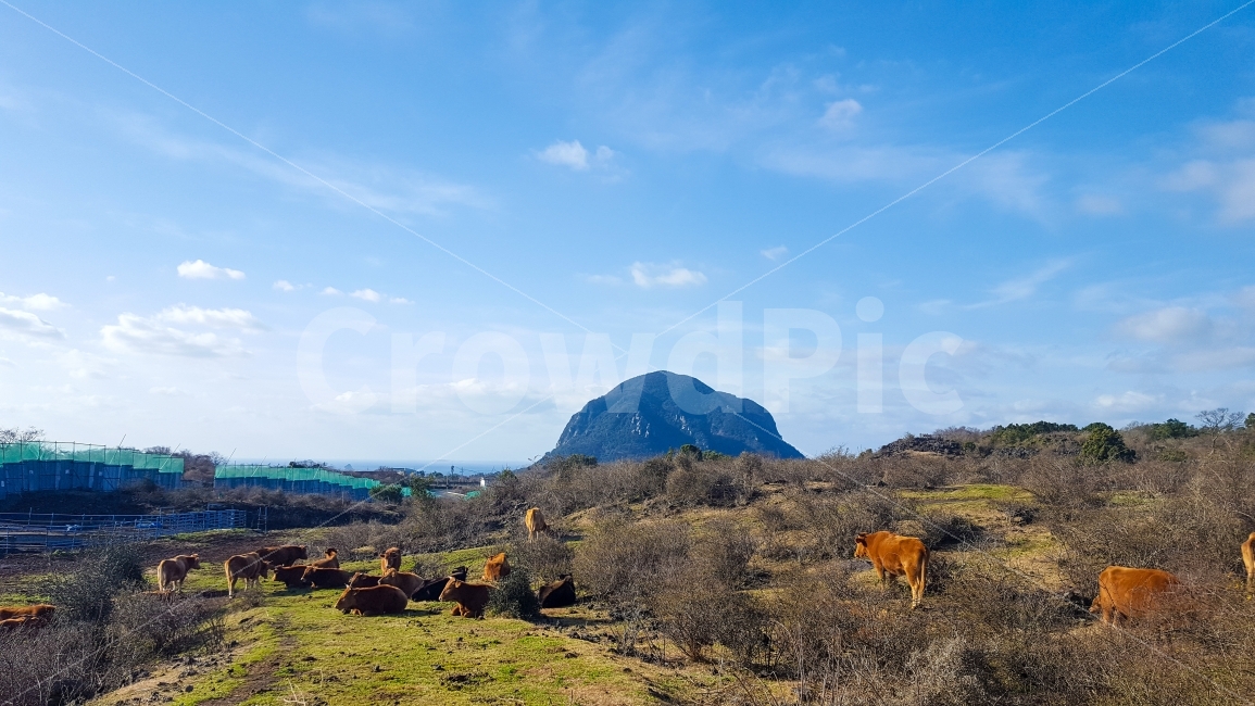 산방산,곶자왈,화순곶자왈,제주도,여행,자연,풍경,자연,풍경,nature,landscape,한국자연풍경,한국자연경관,korea nature landscape,제주도,jeju,jeju island,산업,industry,industrial,목축업,목장,livestock farming,ranching,pasture,outdoors,옥외