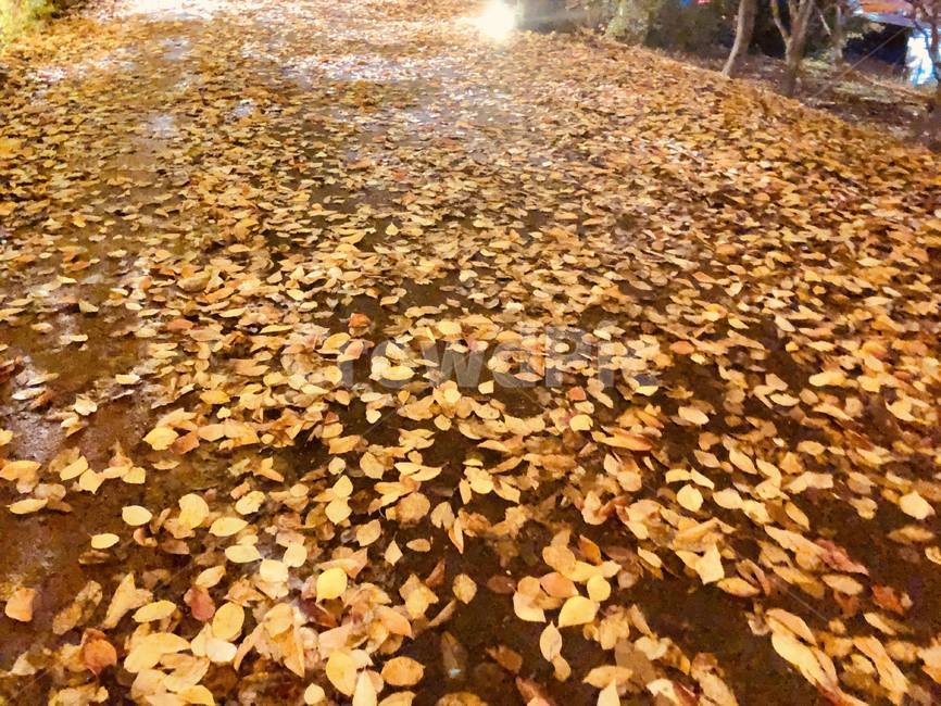 가을,낙엽,공원,풍경,단풍,단풍나무,autumn,fall,season,가을,계절,fall,autumn,season,leaf,잎,plant,식물,flare,플레어,light,빛,tree,나무,ground,바닥