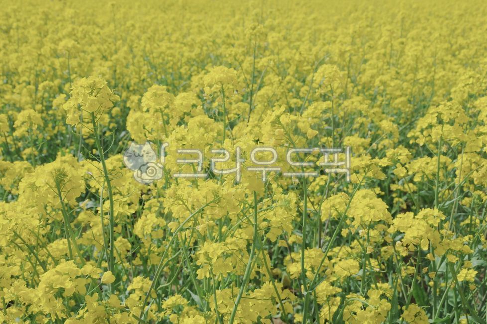 유채,유채꽃,노랑,노란,노란꽃,노랑꽃,봄,봄꽃,식물,자연,봄감성,감성,계절,꽃,spring,season,flower,blossom,봄,계절,spring,season,꽃,flower