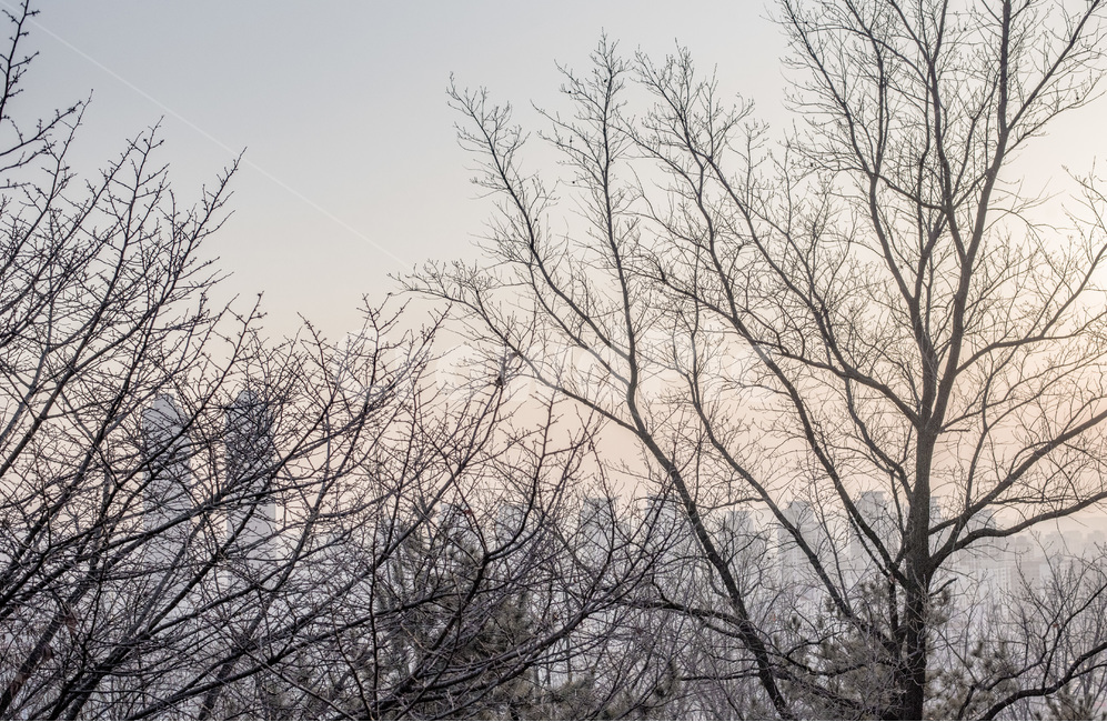 노을,나무,일몰,풍경,감성,자연,겨울,계절,winter,season,식물,자연,plants,nature,나무,trees,wood