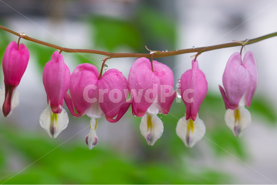 금낭화,꽃,dicentraspectabilis,자연,flower,natural,식물,자연,plants,nature,꽃,flower,비,비오는날,rain,rainy