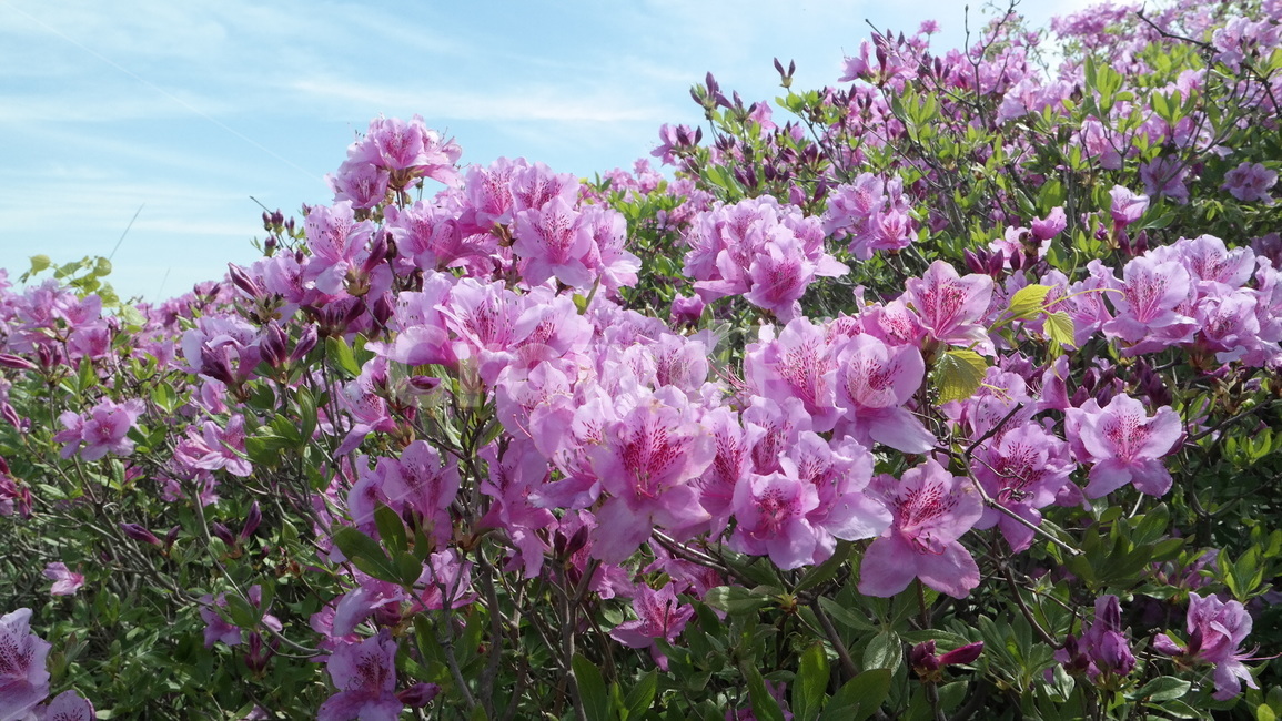 철쭉,철쭉꽃,봄꽃,royalazalea,자연,식물,하늘,풍경,flowers,nature,plants,sky,landscape,봄,계절,spring,season,식물,자연,plants,nature,꽃,flower,blossom,geranium,제라늄,plant