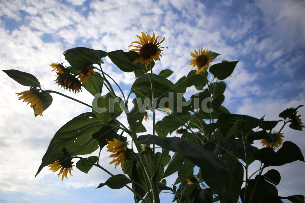 해바라기,하늘,구름,sunflower,배경,식물,자연,plants,nature,꽃,flower