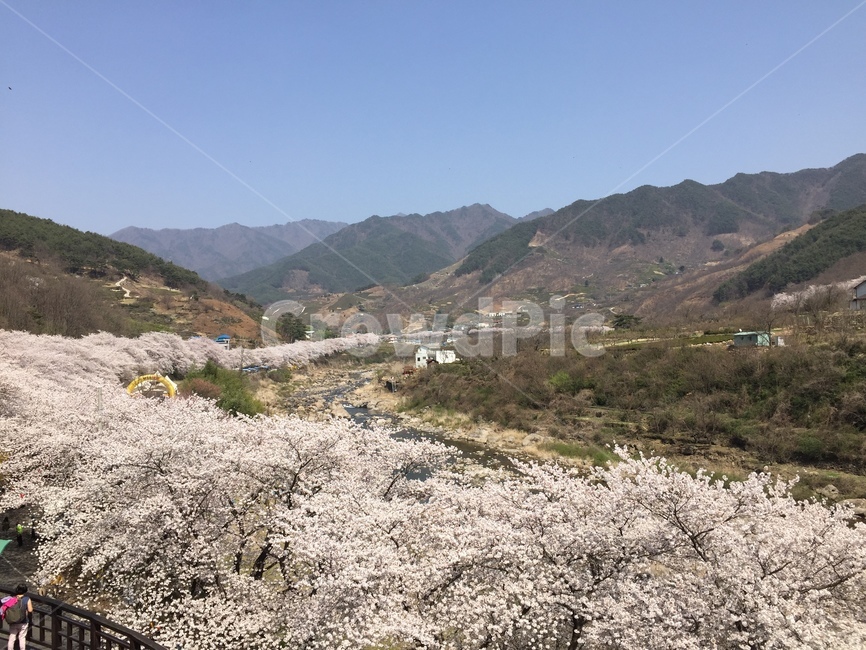 봄,꽃,벚꽃,spring,flower,cherryblossom,벚꽃길,십리벚꽃길,계절,season,자연,풍경,nature,landscape,봄,계절,spring,season,plant,식물,outdoors,옥외,slope,경사