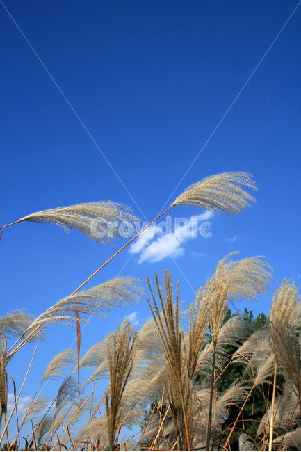 억새,하늘,구름,가을,바람,감성,가을,계절,fall,autumn,season,식물,자연,plants,nature,grass,잔디,plant,lawn