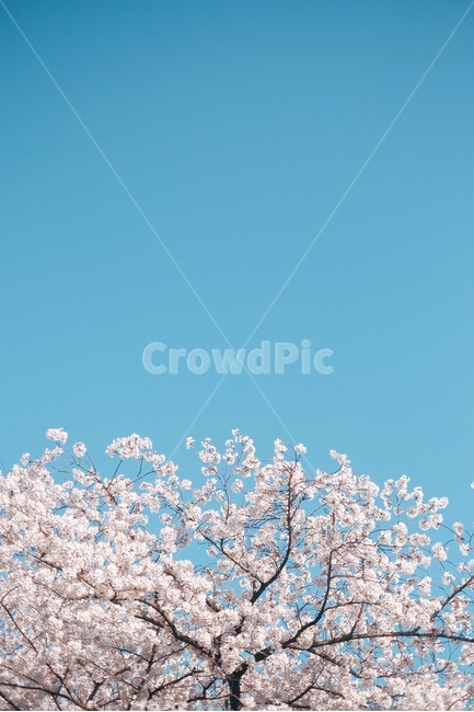 꽃,벚꽃,하늘,감성,봄,봄,계절,spring,season,식물,자연,plants,nature,꽃,flower,나무,trees,wood,plant,blossom