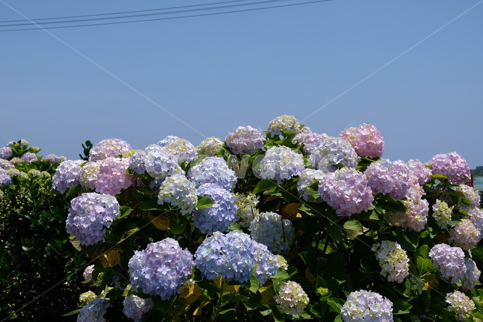 수국,꽃,여름꽃,여름,flower,식물,자연,plants,nature,꽃,flower