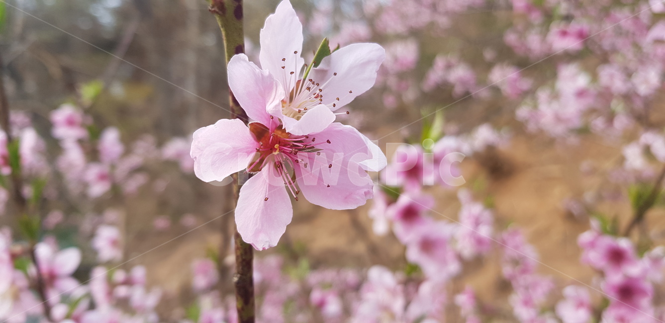 꽃,flower,daffodil,봄,blossom,plant,식물,산철쭉