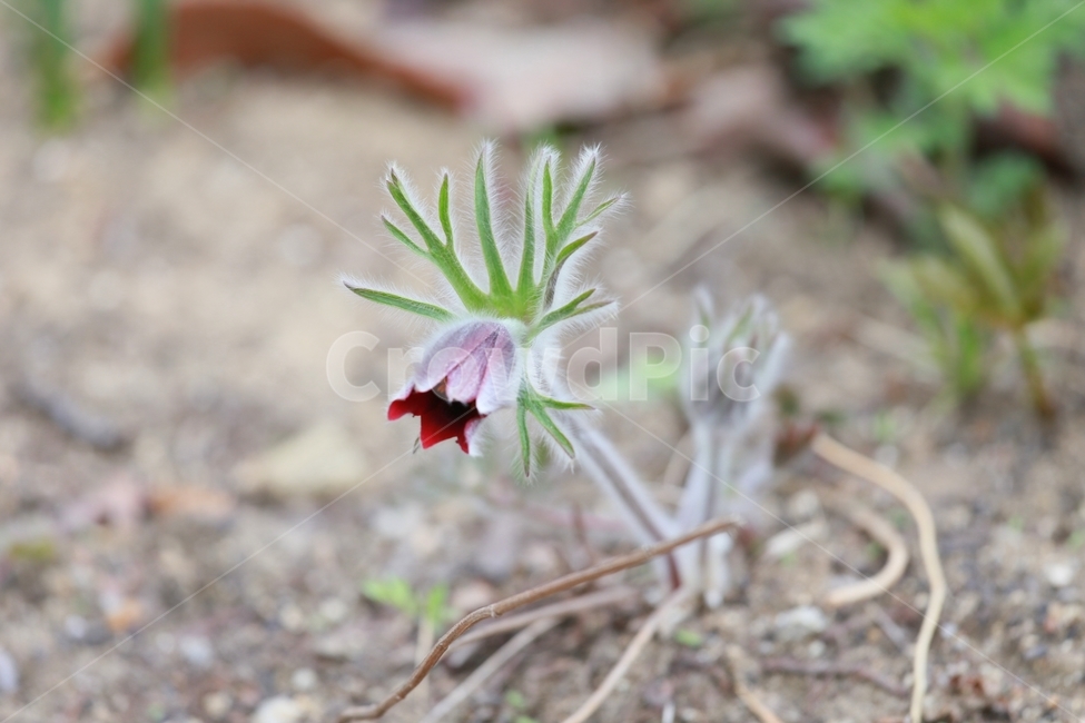 plant,식물,flower,꽃,할미꽃,식물,자연,plants,nature,꽃,flower