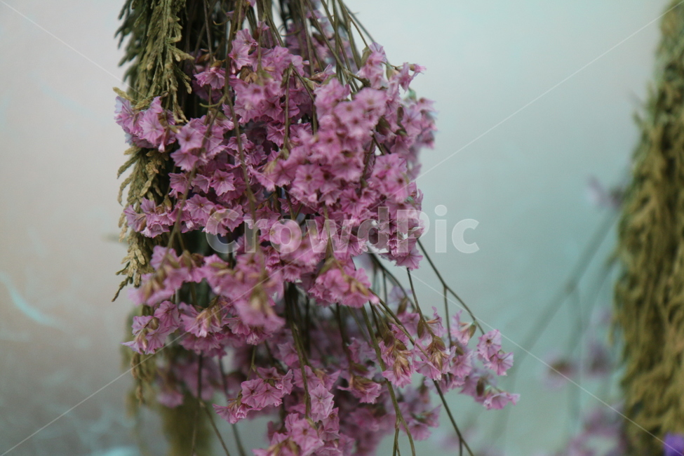 드라이플라워,드라이,건조,말린꽃,꽃,식물,꽃,flower