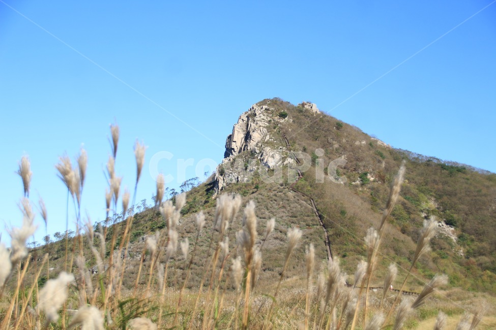 식물,억새,황매산,합천,가을풍경,가을,계절,fall,autumn,season,자연,풍경,nature,landscape,plant,grass,잔디,lawn