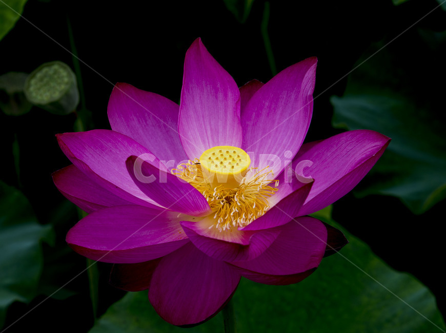 연꽃,여름꽃,불교,홍연,식물,식물,자연,plants,nature,꽃,flower