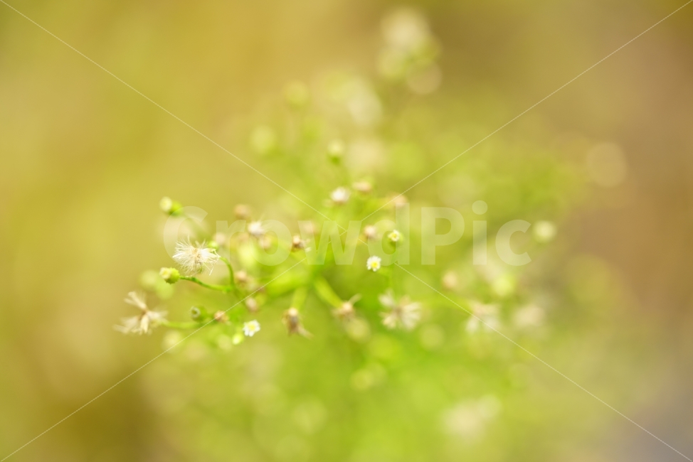 macro,green,affix,bokeh,bouquet,bokeh of light,flower