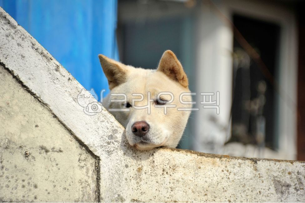 Pets,Jindo dog,animal,native dog,pet dog,mammalia,dog,pet