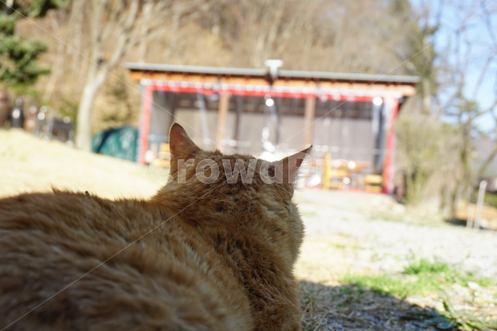 고양이,1인칭,봄,일광욕,cat,kitty,street,동물,animal,포유류,mammal,고양이,cat,kitten,kitty