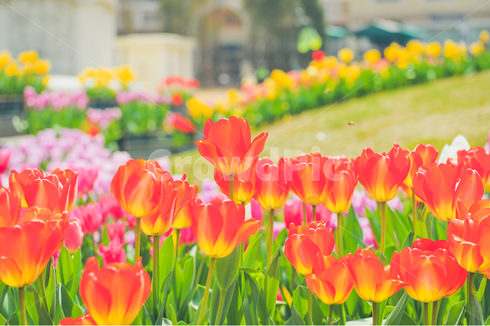튤립,꽃,빛,봄,놀이동산,에버랜드,RepublicofKorea,식물,자연,plants,nature,꽃,flower,감성,sensible,feeling,색깔,색상,색채,색감,color sense,color sensitivity,feeling of color