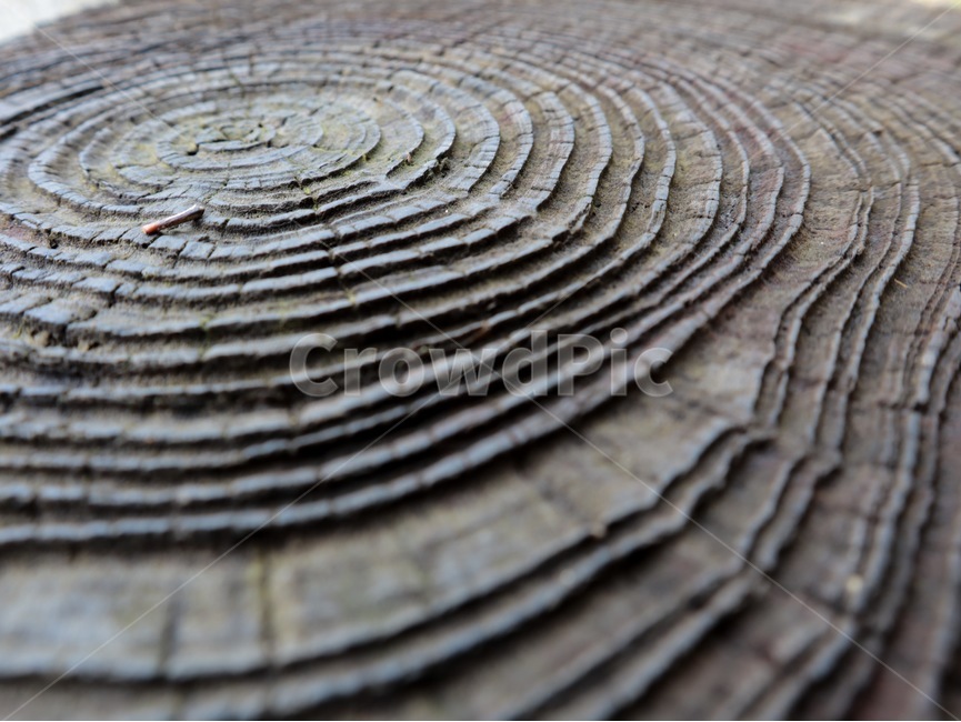 나무,나이테,나무나이테,나무단면,나무속,나무,trees,wood