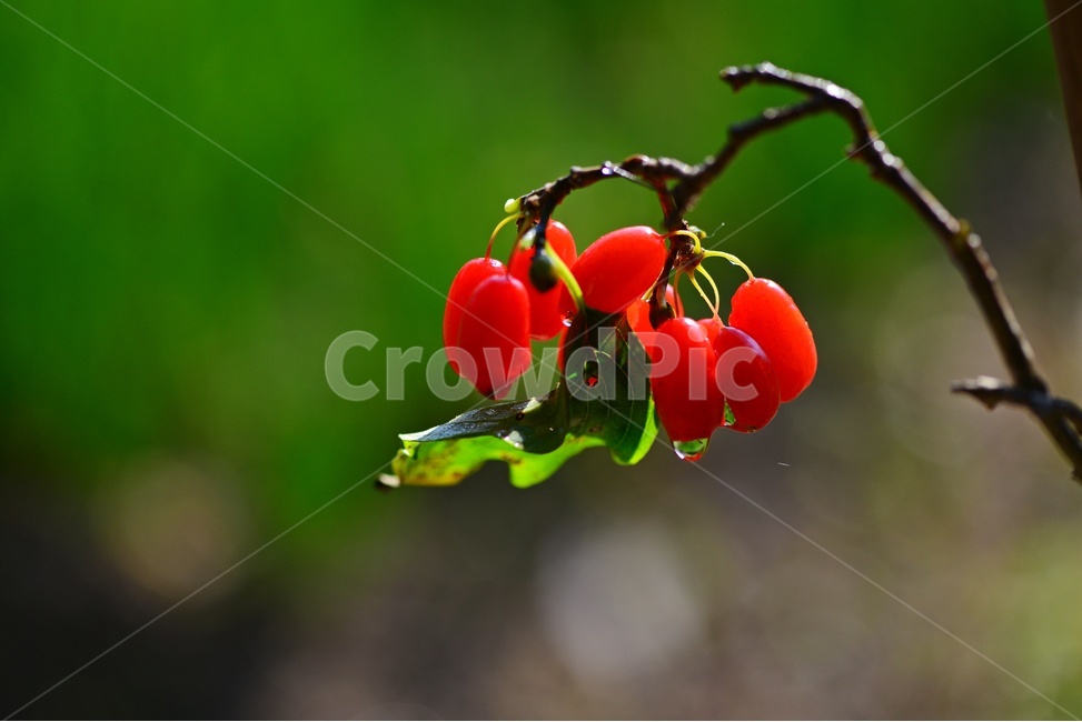 plant,식물,food,음식,fruit,과일,산수유,열매,산수유열매,약용식물,건강식품,결실,빨강색,비,물방울,가을,과일,열매,fruit