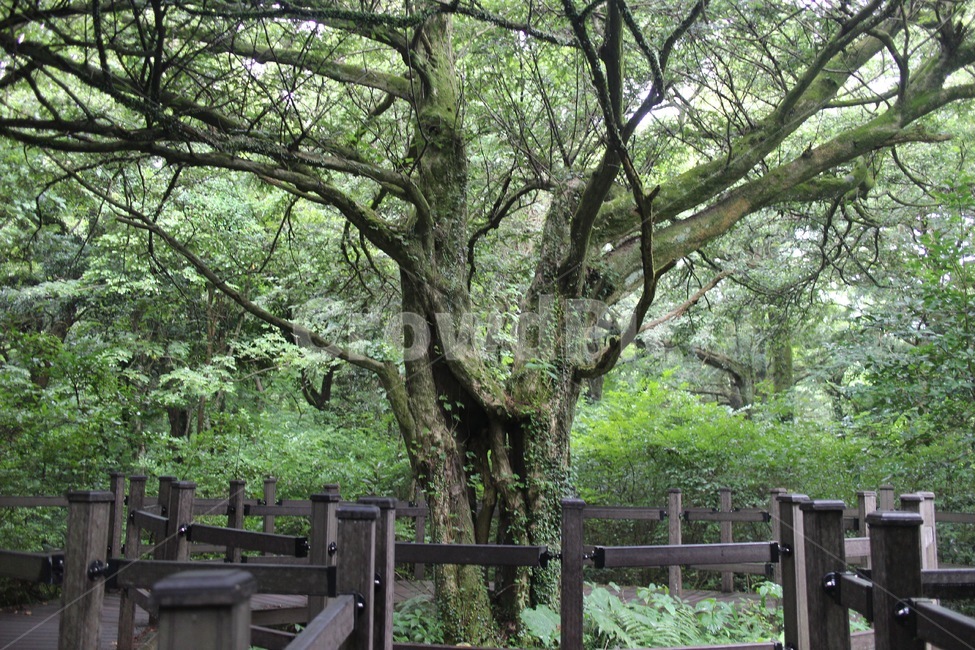 나무,숲,비자림,제주도,수목,식물,자연,plants,nature,나무,trees,wood