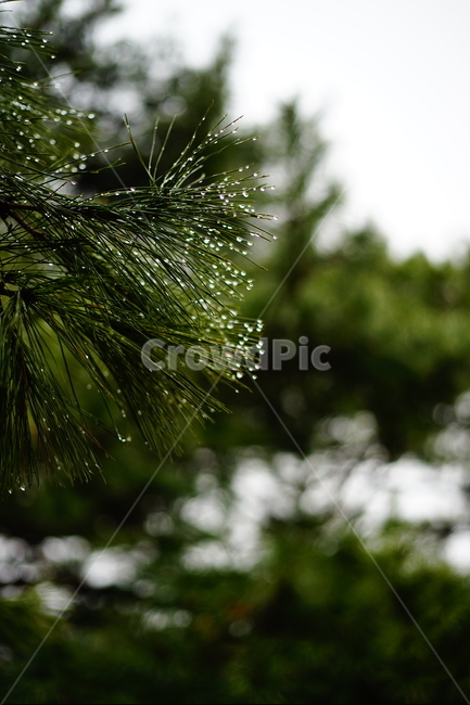 비온후,비갠후,소나무,솔잎,해먹,촉촉,빗방울,비,물방울,봄,계절,spring,season,식물,자연,plants,nature,plant,tree,나무