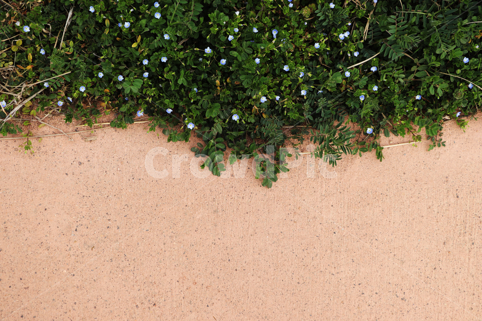 plant,식물,벽,꽃,담장,식물,자연,plants,nature