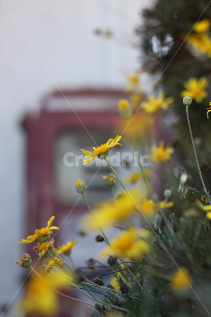 노란색,꽃,라벤더,식물,풀,식물,자연,plants,nature,꽃,flower