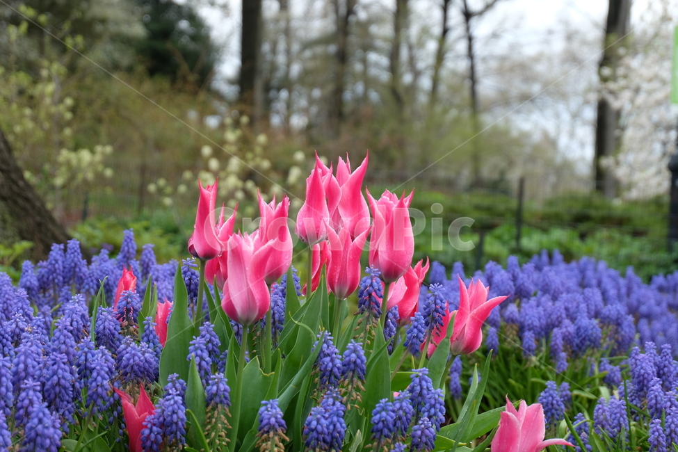 튤립,꽃밭,무스카리,이슬,봄,여름,봄비,아침,신선한,plant,식물,blossom,flower
