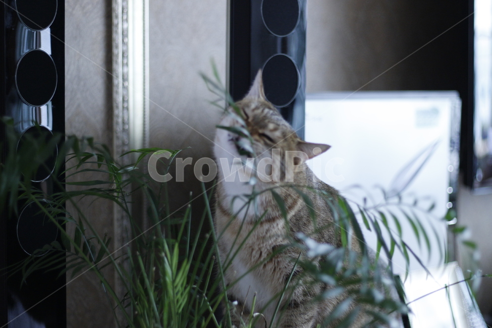 고양이,반려동물,반려묘,동물,길고양이,집사,애완동물,cat,pet,kitten,animal,동물,animal,포유류,mammal,고양이,cat,kitten,kitty