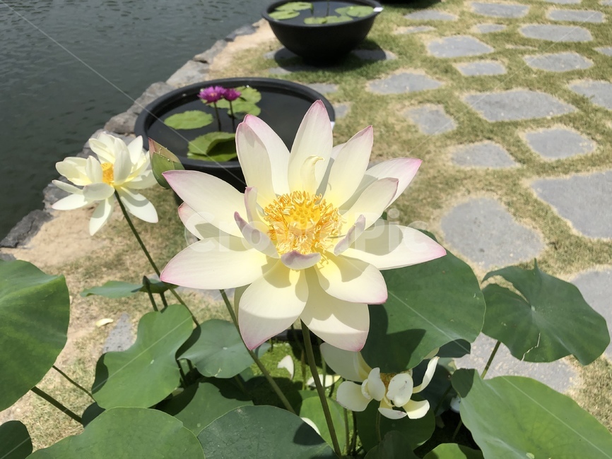 연꽃,연꽃축제,궁남지,꽃,수련