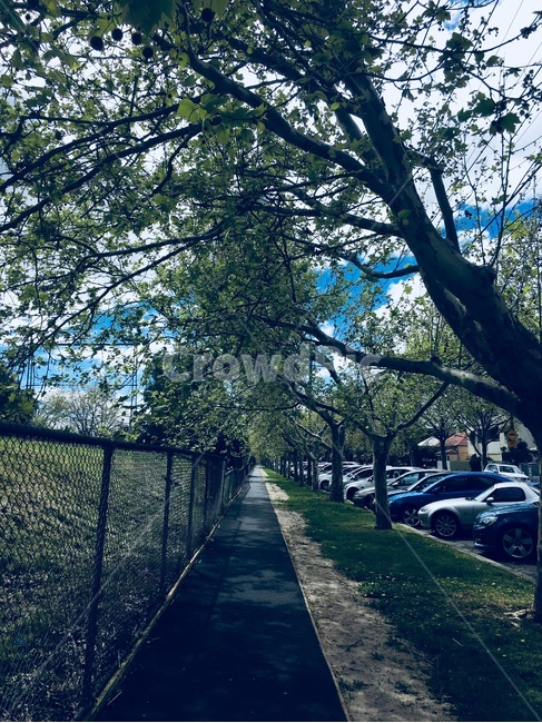 tree,나무,plant,식물,path,통로,오솔길,식물,자연,plants,nature,나무,trees,wood