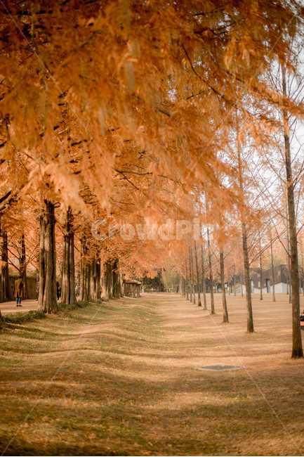 가을,메타쉐콰이어,메타쉐콰이어길,단풍,낙엽,담양,하늘,가을,계절,fall,autumn,season,자연,풍경,nature,landscape,tree,나무,plant,식물,maple