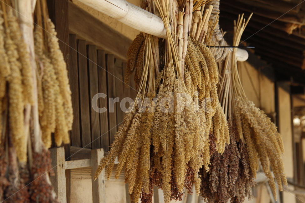 plant,식물,food,음식,grain,곡물,농촌,시골