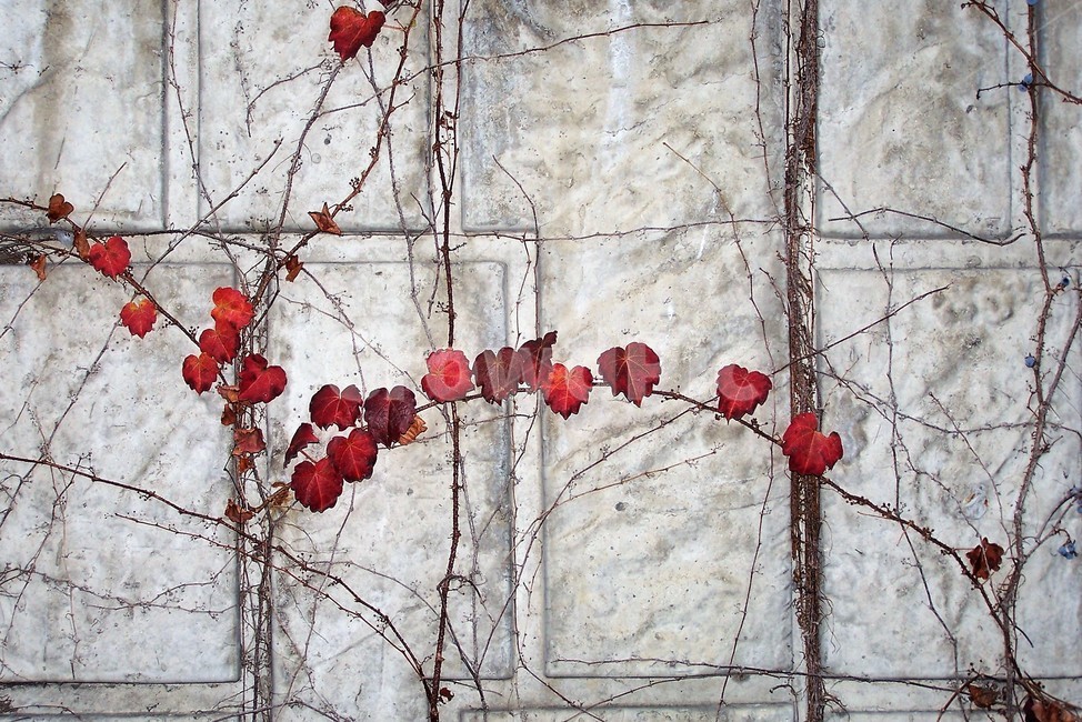 가을,담쟁이,단풍,붉은색,담,벽,ivy,nature,자연,red,autumn,fall,월페이퍼,생명,고착,빨강wallpaper,패턴,바탕화면,바탕사진,가을,계절,fall,autumn,season,plant,식물,leaf,잎