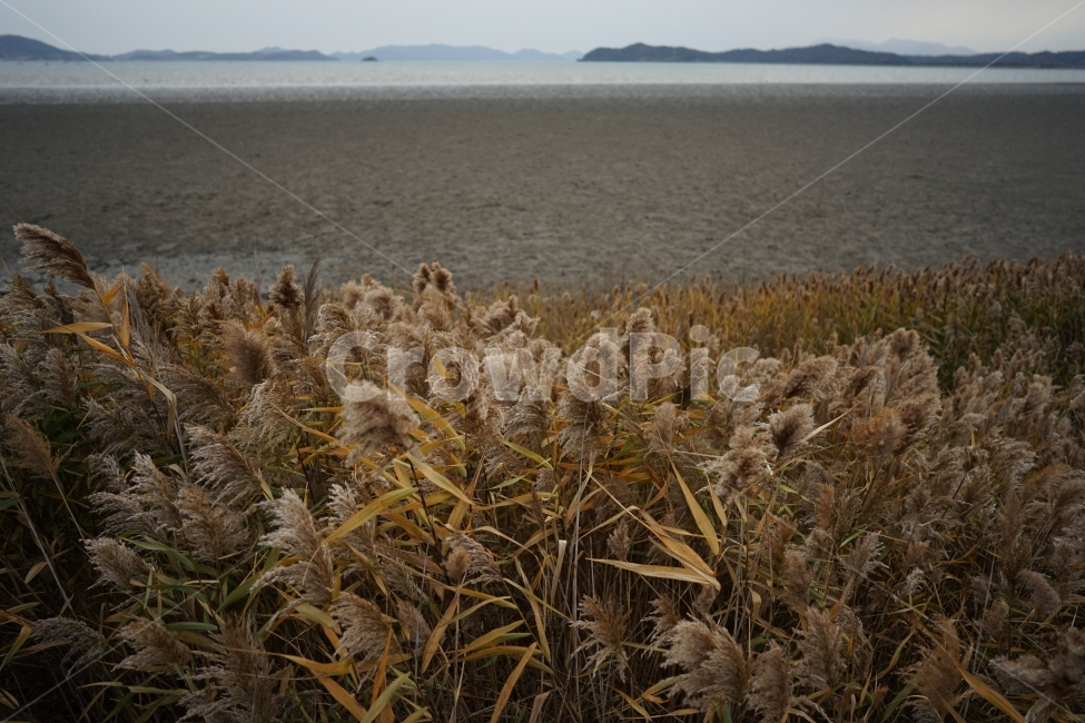 갈대,가을,겨울,감성,풍경,가을,계절,fall,autumn,season,해변,바다,beach,sea,식물,자연,plants,nature,grass,잔디,plant,lawn