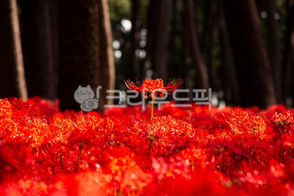 A bunch of flowers,Similarization,autumn,flower