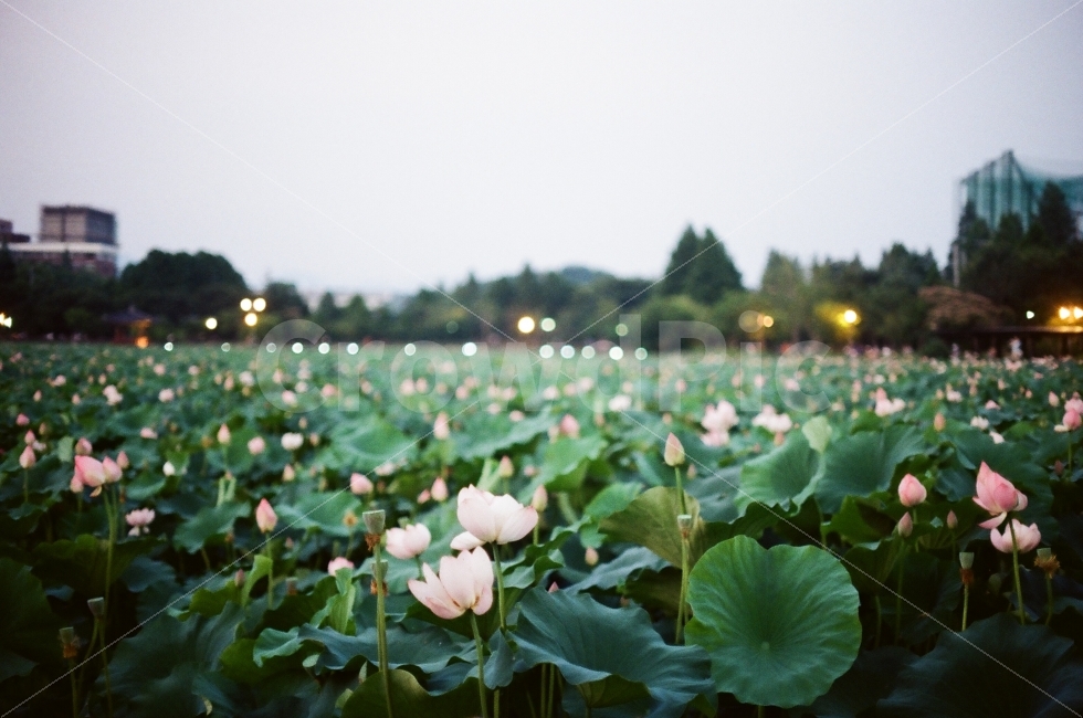 전주,덕진공원,연꽃,필름사진,필름카메라,식물,자연,plants,nature,꽃,flower,감성,sensible,feeling