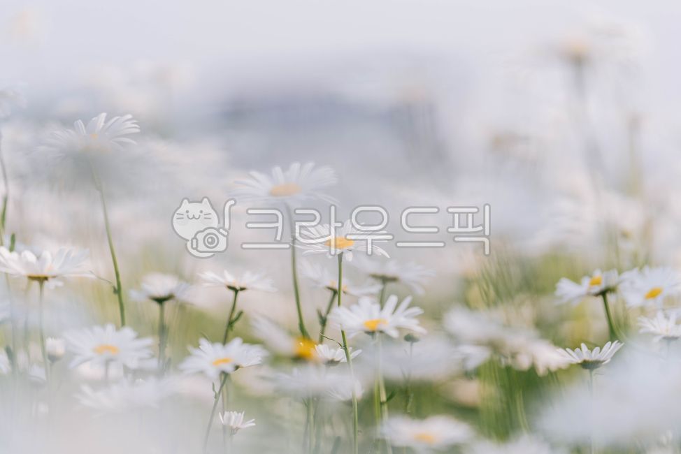 꽃,하얀꽃,샤스타데이지,데이지,flower,daisy,자연,꽃잎,공원