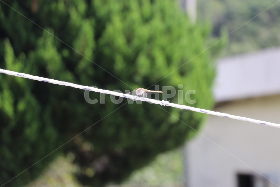 잠자리,가을,dragonfly,nature,outpocusing