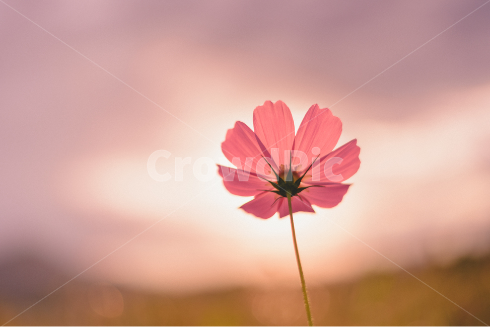 가을,꽃,코스모스,노을,cosmos,flower,plant,식물,석양,황혼,저녁,sunset,autumn,fall,가을,계절,fall,autumn,season,식물,자연,plants,nature,꽃,flower,색깔,색상,색채,색감,color sense,color sensitivity,feeling of color,blossom,daisy,데이지,daisies