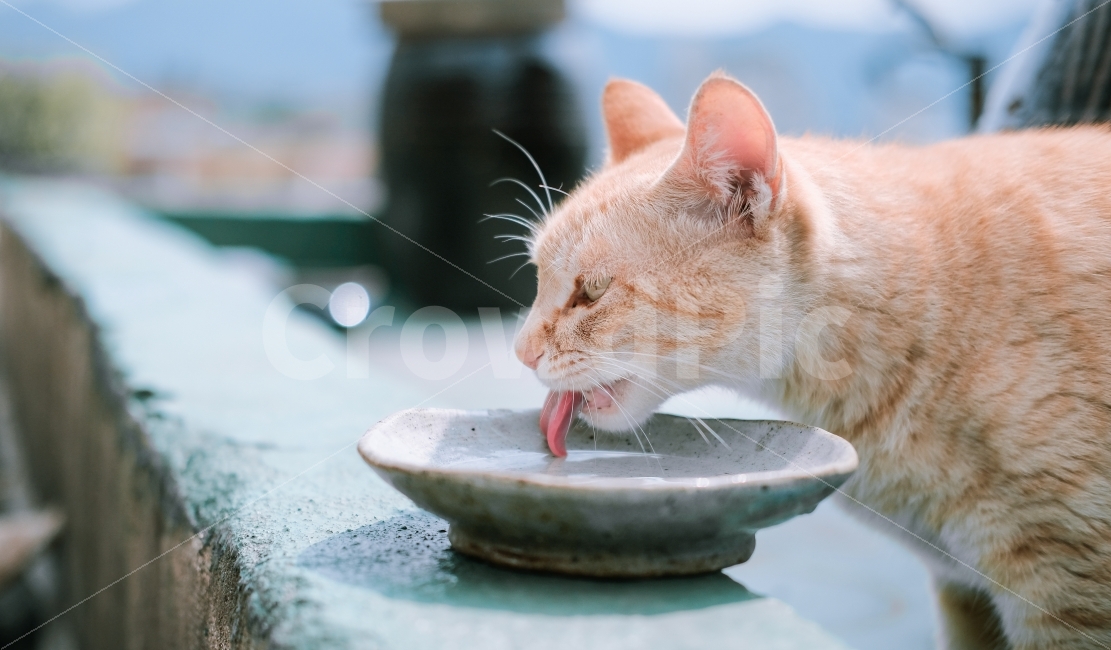 고양이,길고양이,감성,필름,길냥이,동물,animal,포유류,mammal,고양이,cat,kitten,kitty,감성,sensible,feeling