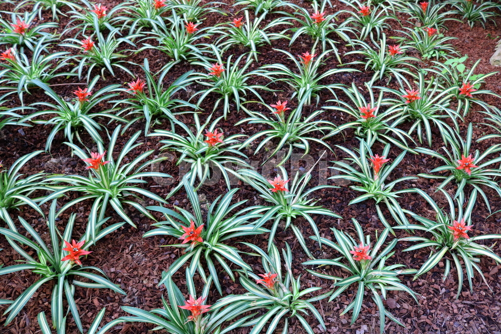 꽃,식물,구즈마니아,아나나스,파인애플과,관엽식물,자연,식물원,식물,자연,plants,nature,꽃,flower