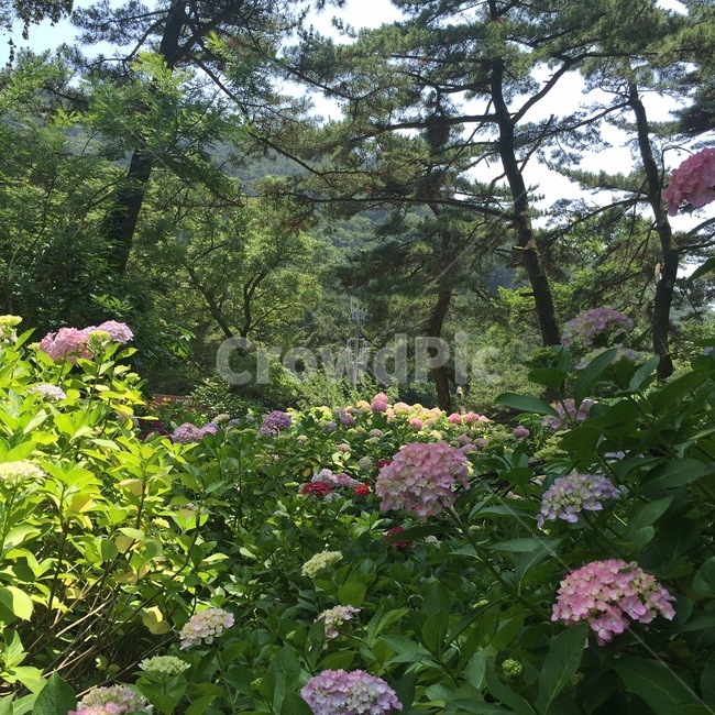 코스모스,하늘,꽃밭,화원,꽃,식물,자연,plants,nature,꽃,flower