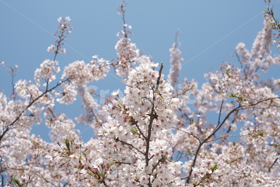 꽃,벚꽃,봄,감성,오후,봄,계절,spring,season,plant,식물,blossom,flower